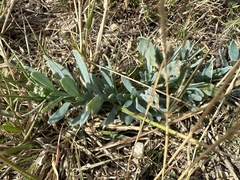 Heliotropium curassavicum