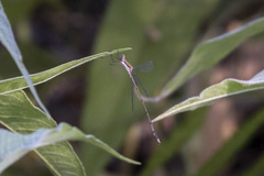 Lestes pinheyi