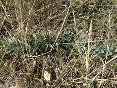 Heliotropium curassavicum