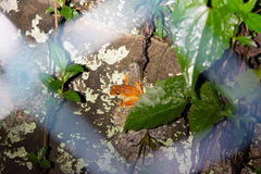 Polypedates megacephalus