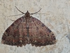 Triphosa dubitata