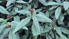 Viburnum rhytidophyllum