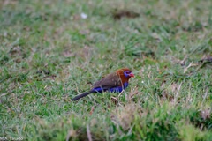 Granatina ianthinogaster