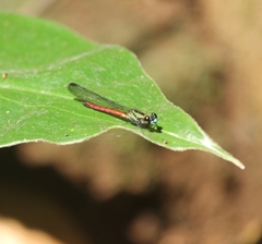 Africocypha centripunctata