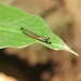 Africocypha centripunctata - Photo (c) Emmanuel, some rights reserved (CC BY-NC), uploaded by Emmanuel