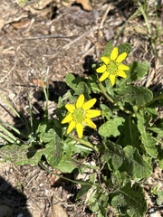 Berlandiera subacaulis