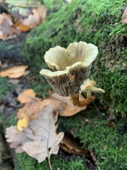 Pseudoclitocybe cyathiformis