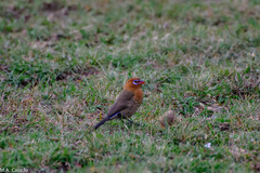 Granatina ianthinogaster