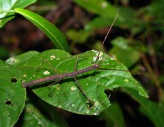 Creoxylus