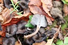 Craterellus cinereus