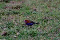 Granatina ianthinogaster