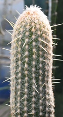 Trichocereeae
