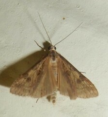 Nomophila corticalis
