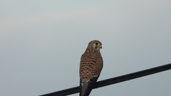 Falco tinnunculus