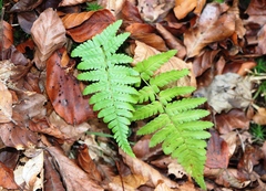 Dryopteris filix-mas