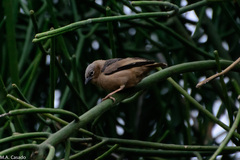 Pseudonigrita arnaudi