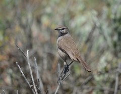Cercotrichas coryphoeus