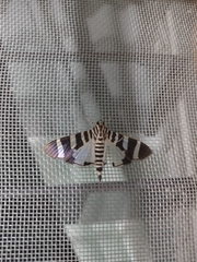 Lypotigris reginalis