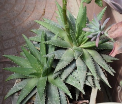 Aloe brevifolia