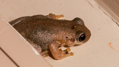 Litoria balatus