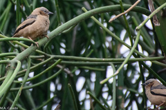 Pseudonigrita arnaudi