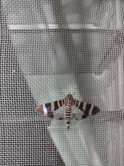 Lypotigris reginalis