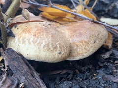 Paxillus
