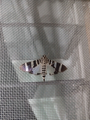 Lypotigris reginalis