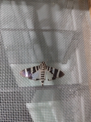 Lypotigris reginalis