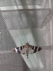 Lypotigris reginalis