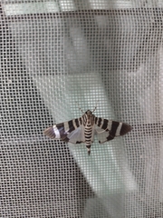 Lypotigris reginalis