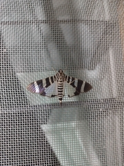 Lypotigris reginalis