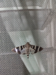 Lypotigris reginalis