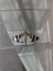 Lypotigris reginalis