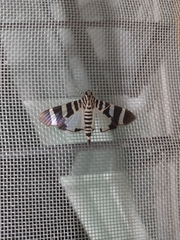 Lypotigris reginalis