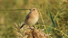 Saxicola maurus