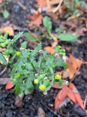 Senecio vulgaris