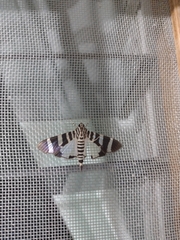 Lypotigris reginalis