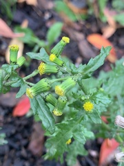 Senecio vulgaris