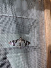 Lypotigris reginalis