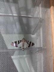 Lypotigris reginalis