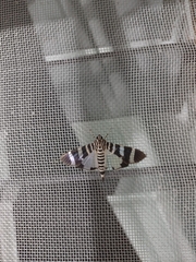 Lypotigris reginalis