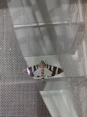 Lypotigris reginalis