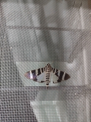 Lypotigris reginalis