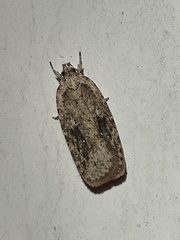 Agonopterix pulvipennella