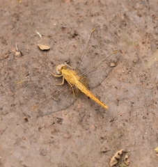 Crocothemis sanguinolenta
