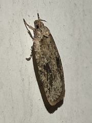 Agonopterix pulvipennella