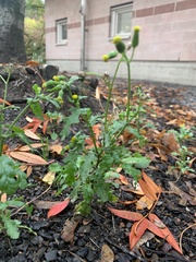 Senecio vulgaris