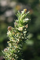 Adenocarpus hispanicus