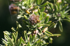 Adenocarpus hispanicus